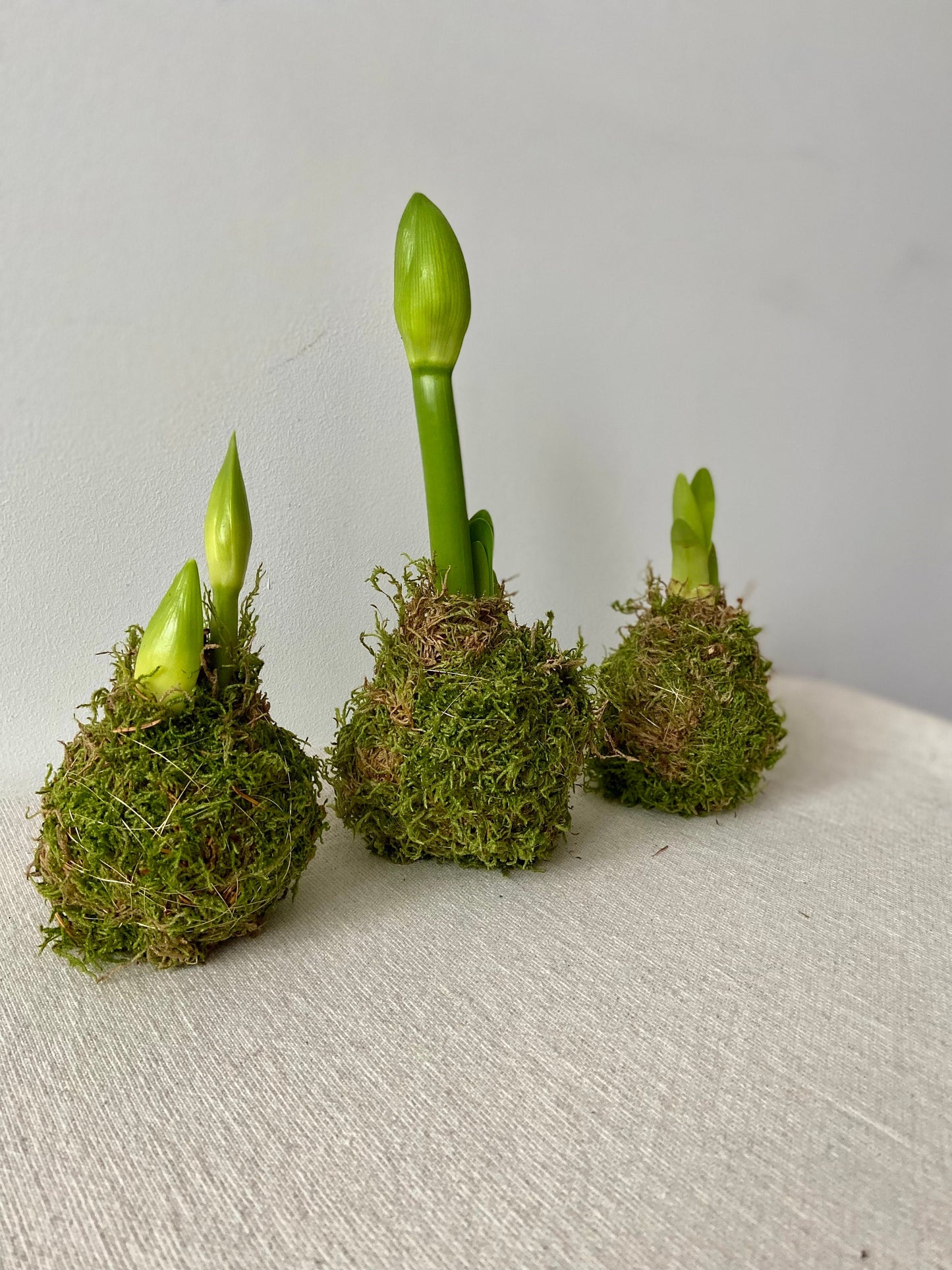 Amaryllis in Moos | Weihnachtsdekoration | Tischdekoration | Winterdeko | Moos | Weihnachten | Amaryllis | Winterblume | NaturDeko