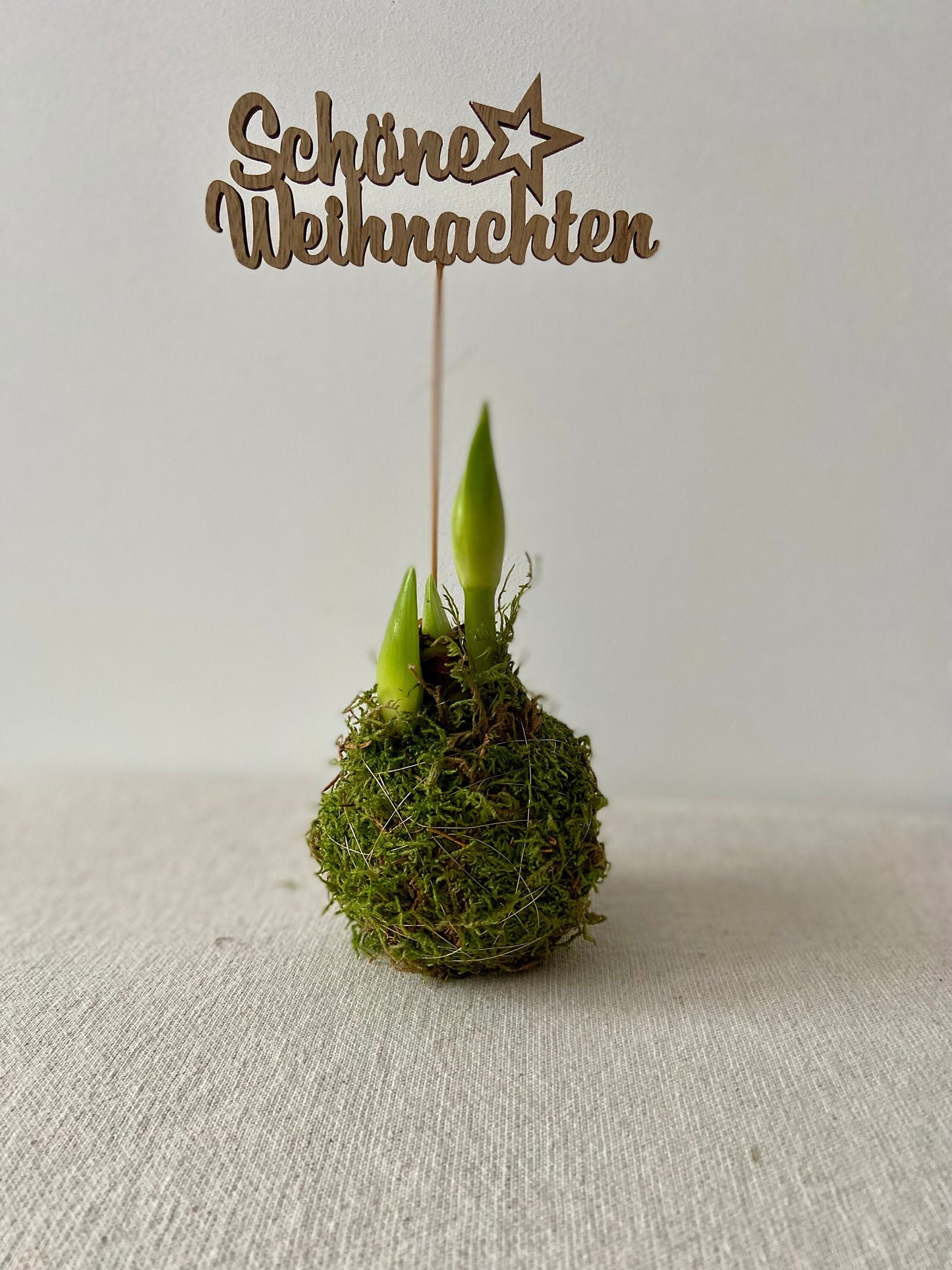 Amaryllis in Moos | Weihnachtsdekoration | Tischdekoration | Winterdeko | Moos | Weihnachten | Amaryllis | Winterblume | NaturDeko