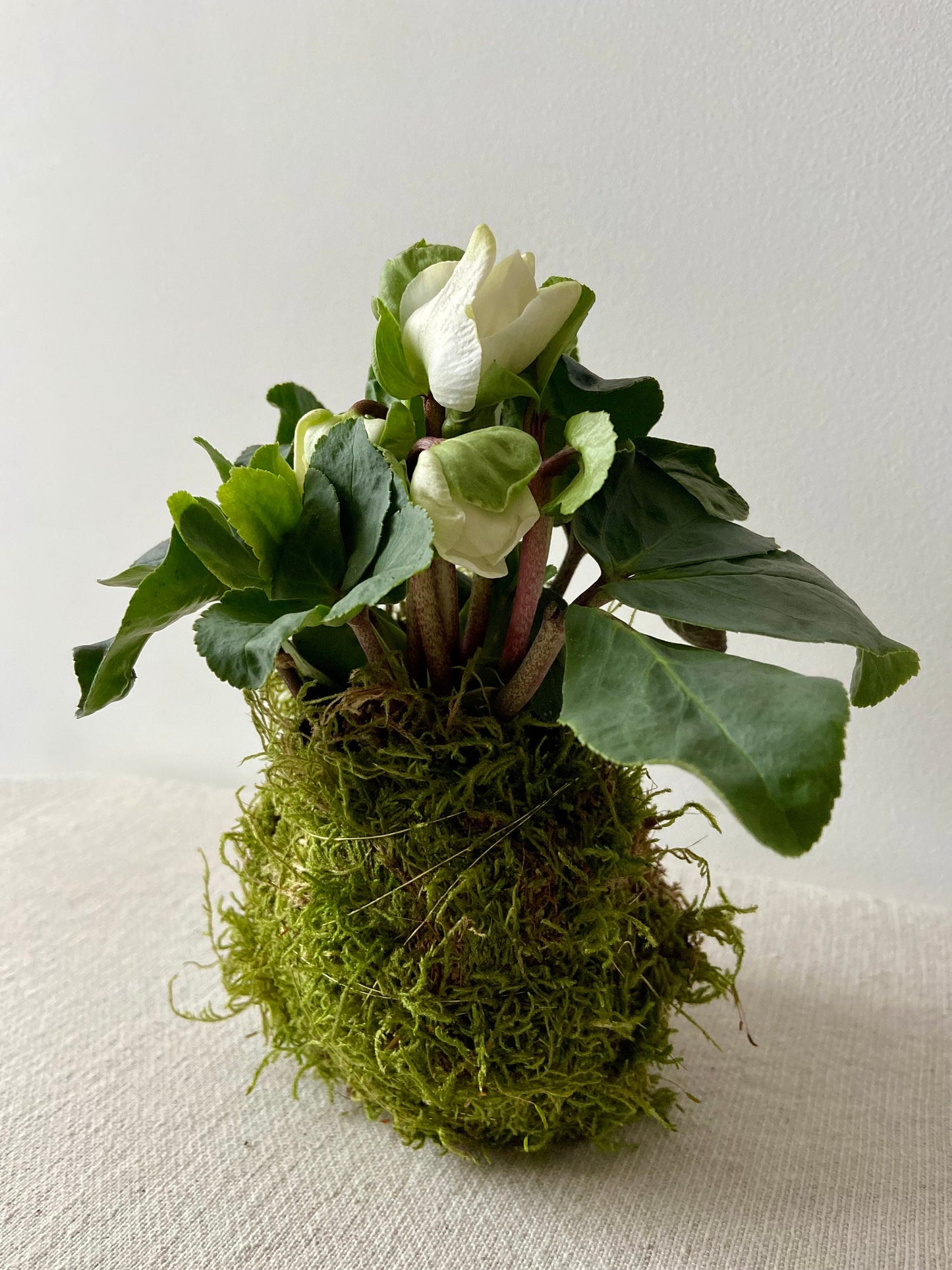 Christrose in Moos | Weihnachtsdekoration | Tischdeko | Winterdeko | Moos | Weihnachten | Christrose | Winterblume | Helleborus | Advent