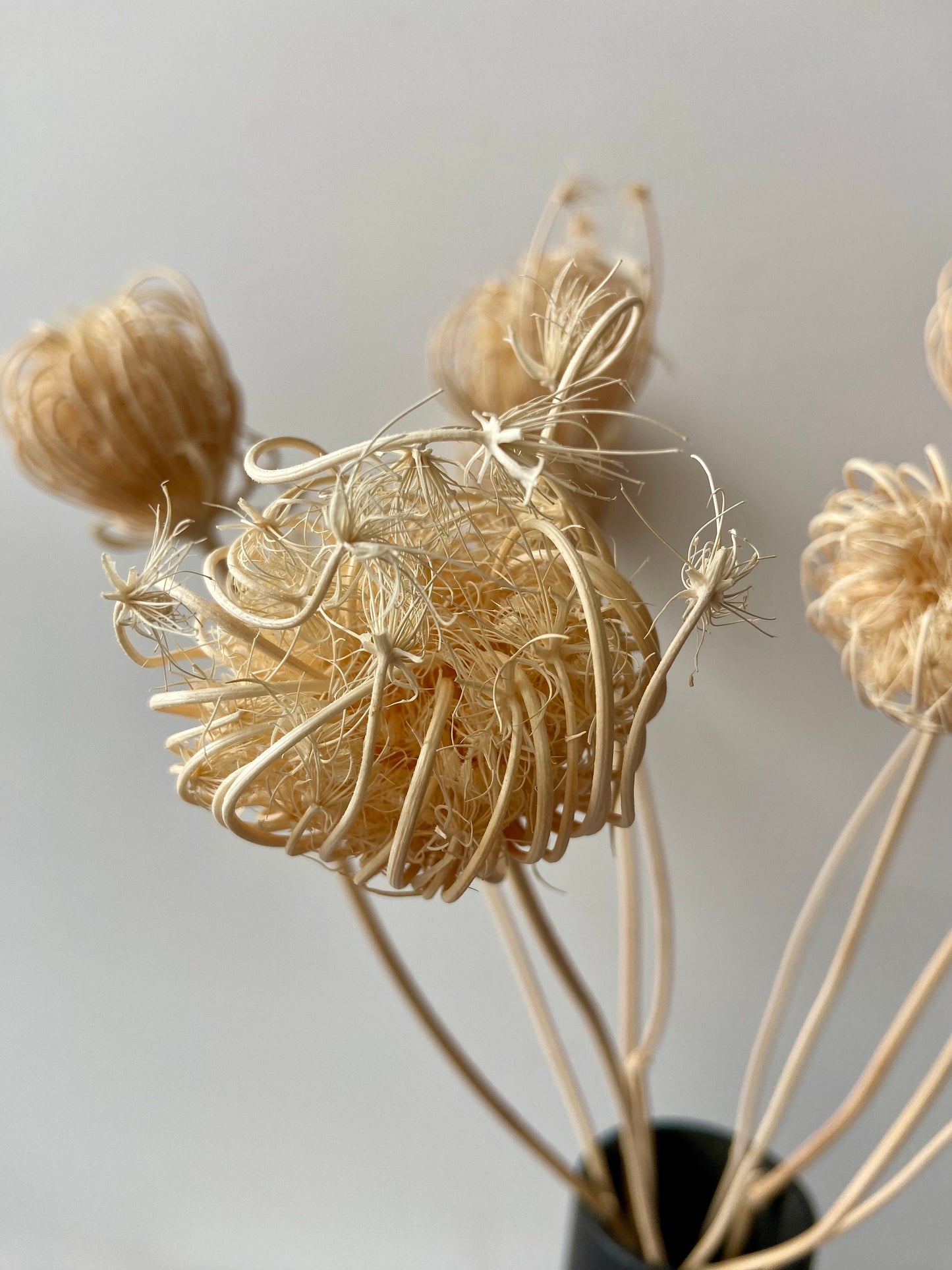 Fenchelblüten | creme | getröcknete Blüten | Fenchel creme | Trockenblume | Frühling | Zweige für die Vase | Blütenzweig | Ostern | Home