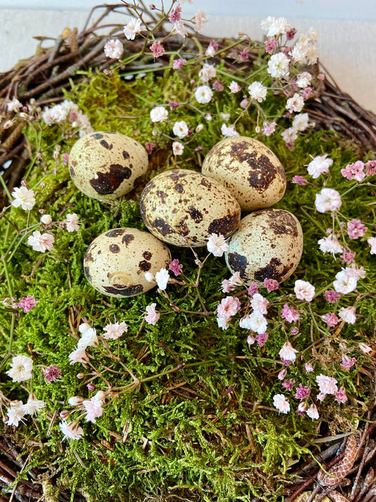 Wachtelei | Ostern | Deko | Wachteleier | Osterei | Frühing | Osterdeko | gesprenkelte Eier | kleine Eier