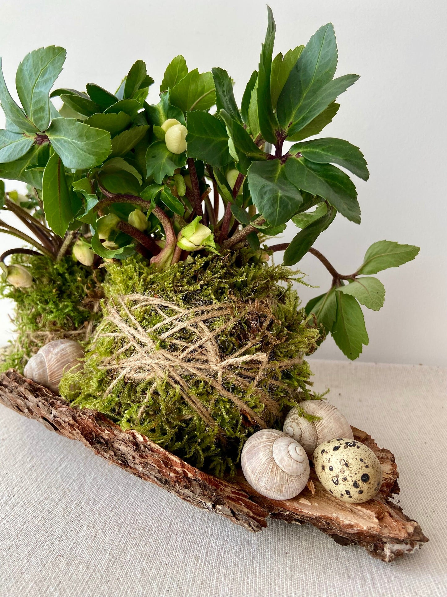 Frühlingsdeko DIY | Tischdekoration | Grabschmuck | Rinde | Christrose | Schneckenhaus | Wachteleier | Ostern
