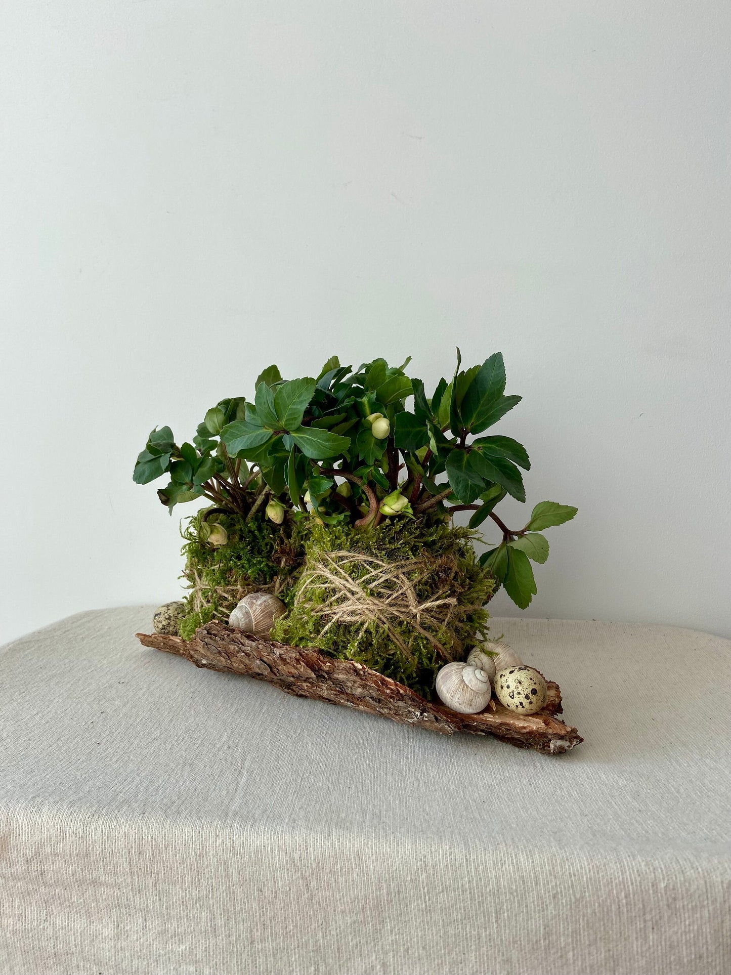 Frühlingsdeko DIY | Tischdekoration | Grabschmuck | Rinde | Christrose | Schneckenhaus | Wachteleier | Ostern