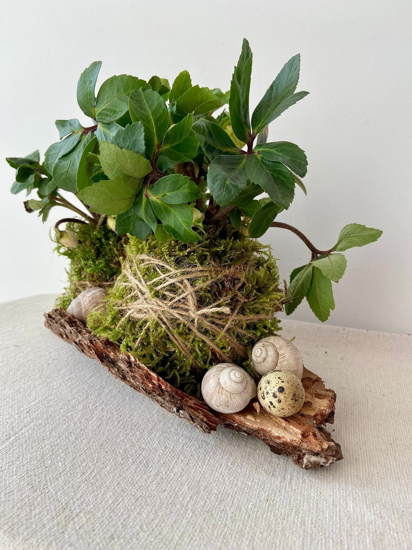 Frühlingsdeko DIY | Tischdekoration | Grabschmuck | Rinde | Christrose | Schneckenhaus | Wachteleier | Ostern