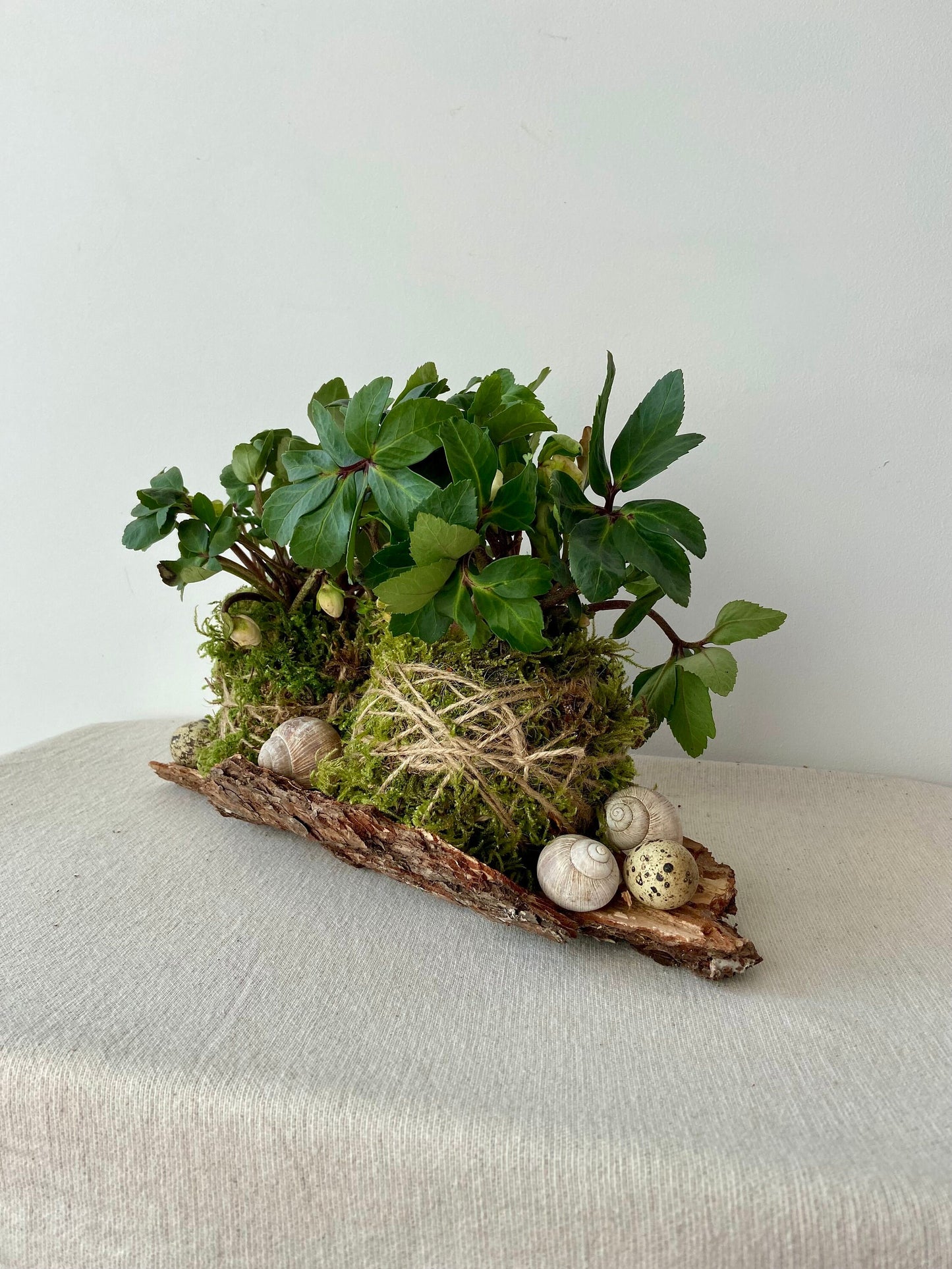 Frühlingsdeko DIY | Tischdekoration | Grabschmuck | Rinde | Christrose | Schneckenhaus | Wachteleier | Ostern