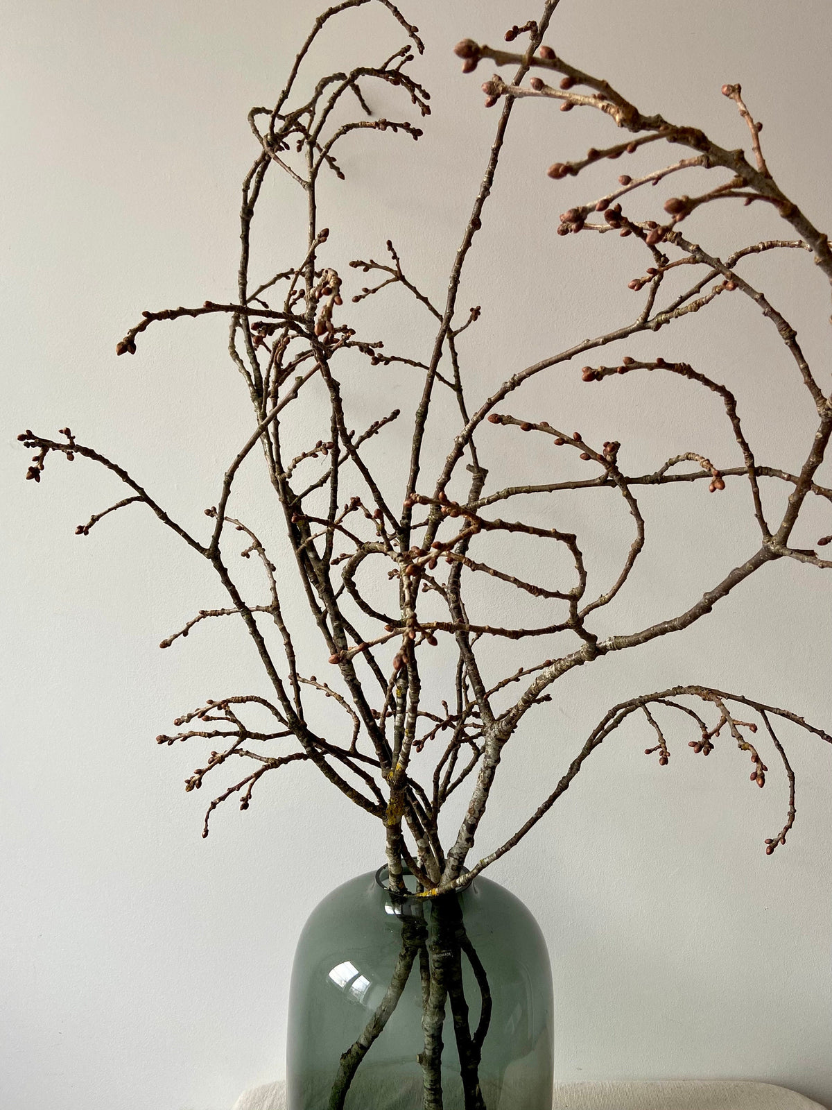 Eichenzweige | Zweige für die Vase | Eiche | Frühling | Eichenäste