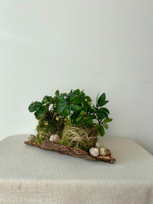 Frühlingsdeko DIY | Tischdekoration | Grabschmuck | Rinde | Christrose | Schneckenhaus | Wachteleier | Ostern