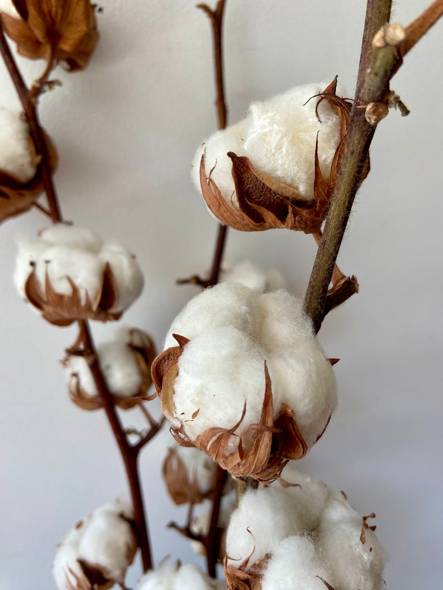 Baumwollzweig | Cotton | Homedeko | Natur Zweig