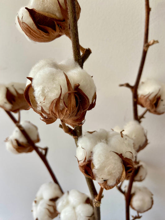 Baumwollzweig | Cotton | Homedeko | Natur Zweig