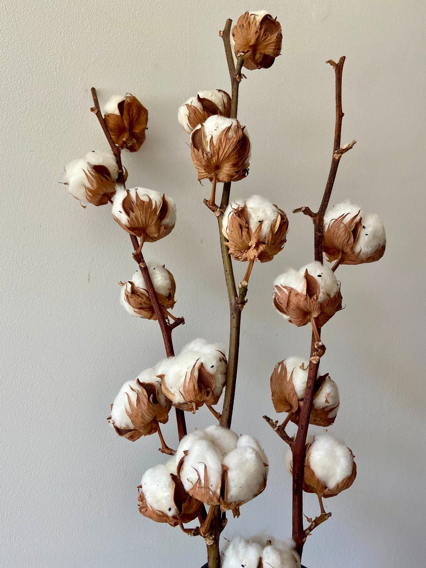 Baumwollzweig | Cotton | Homedeko | Natur Zweig