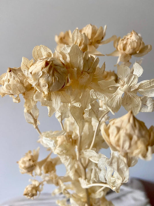 Naturblüte Creme | Trockenblume | Naturlove