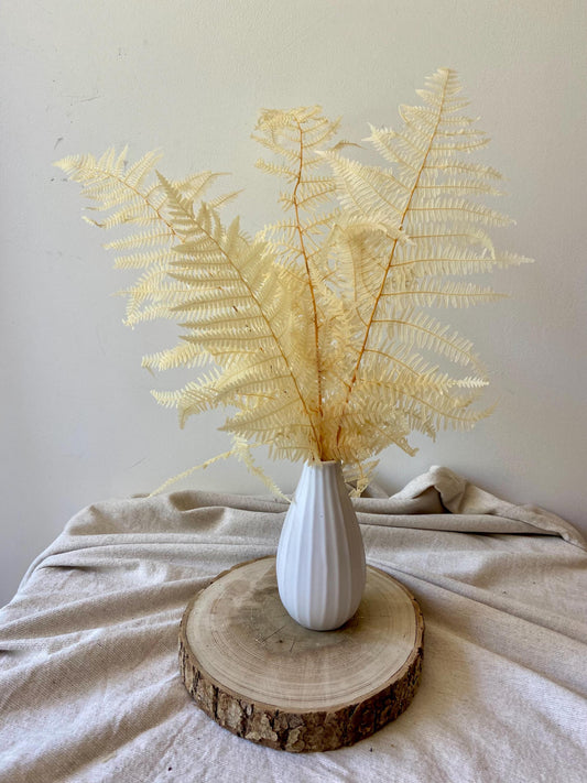 Farn | Bergfarn | creme | Trockenblume | Frühling | Zweige für die Vase | Blütenzweig | Home Decor | Blumendeko | Vintage | Scandi